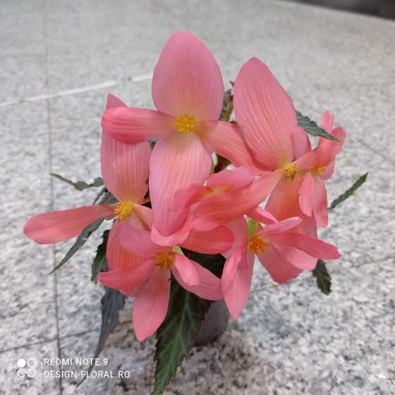 Begonia  pink