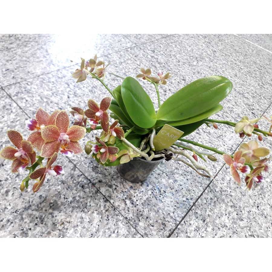 Orhidee Phalaenopsis Midi
