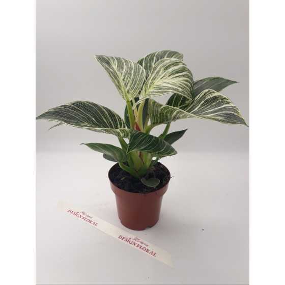 Philodendron ”  White Wave”