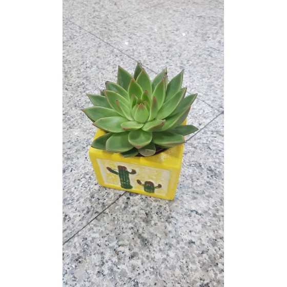Plante suculente in vas decorativ