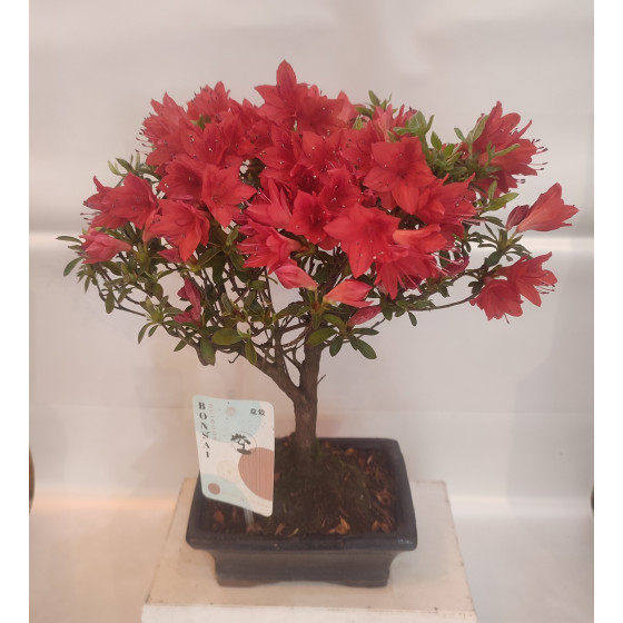 Bonsai Azaleea Rhododendron